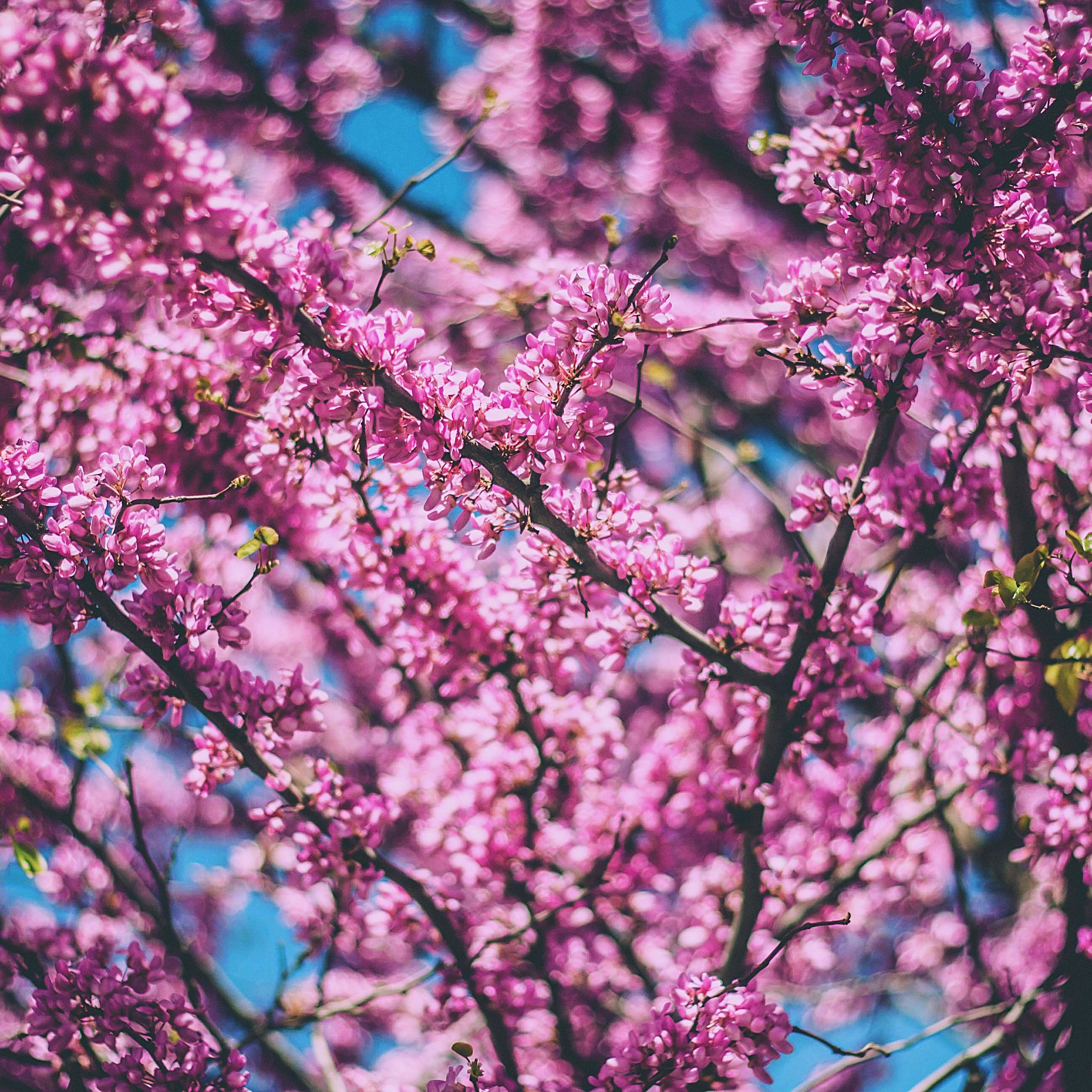 Spring Happenings - HD Wallpaper 