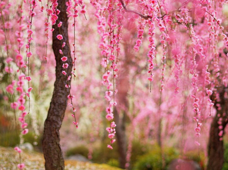 Beautiful Spring, Pink Flowers Bloom, Trees Wallpaper,beautiful - Nature Flowers Trees - HD Wallpaper 