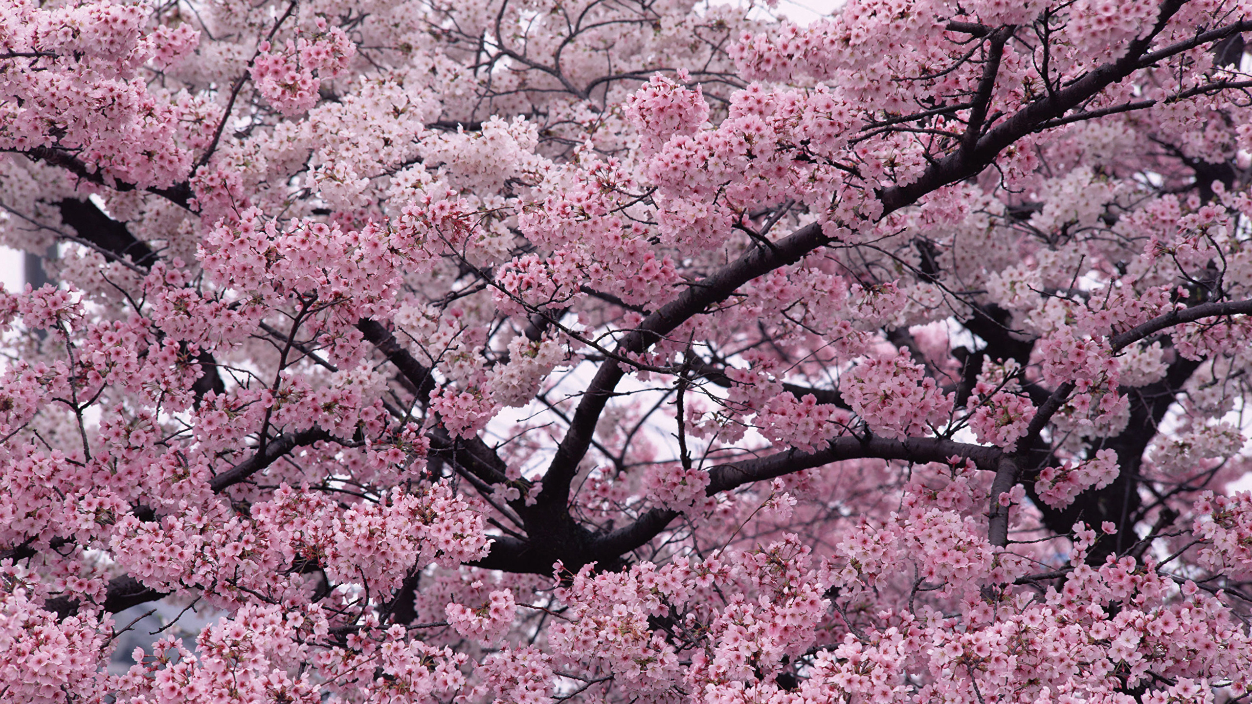 Pink Color Flower Tree - HD Wallpaper 