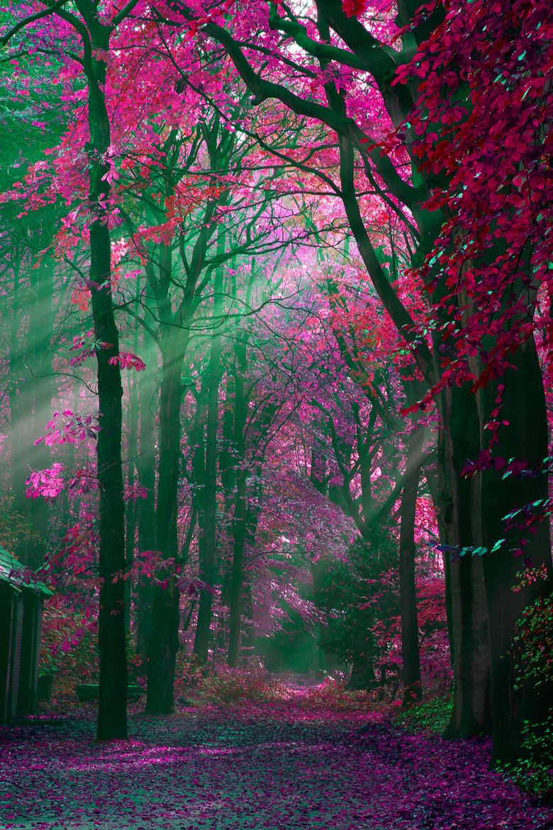 Pink Forest Daily Light - Beautiful Scenery In Netherlands - HD Wallpaper 