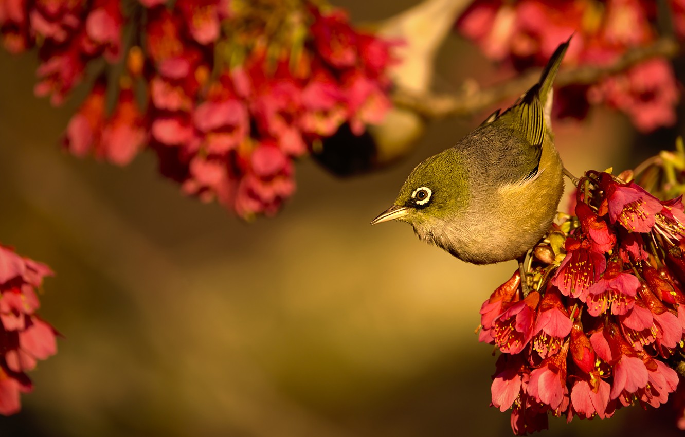 Photo Wallpaper Bird, Flowering, Flowers, Bokeh, Flowering - Nightingale - HD Wallpaper 