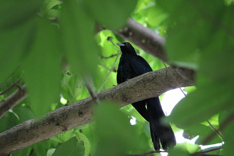 Bird, Koel, Cuckoo, Asian Koel, Leaves, Branches, Forest, - Nature In Birds Bangladesh - HD Wallpaper 