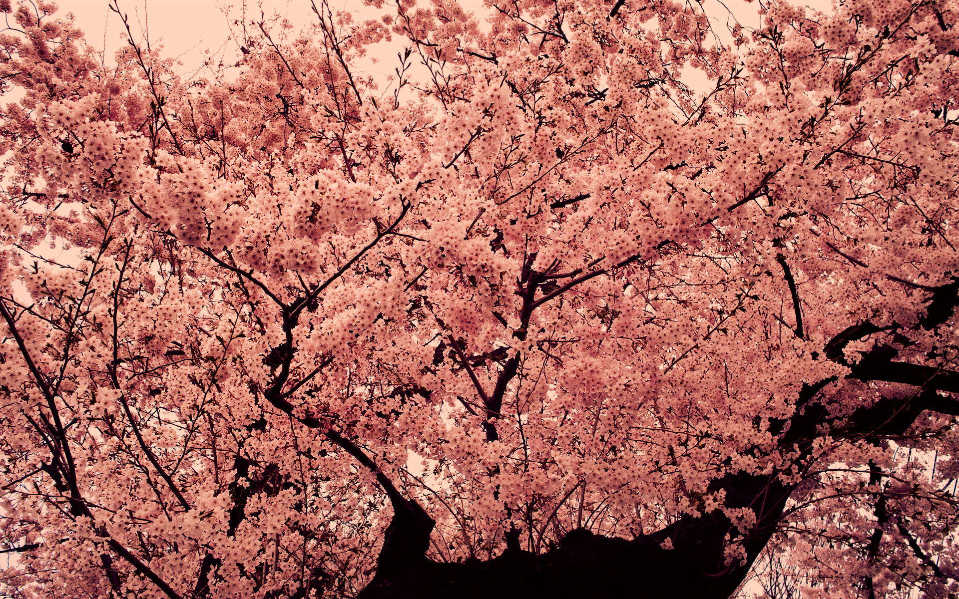 Hd Pink Tree - HD Wallpaper 