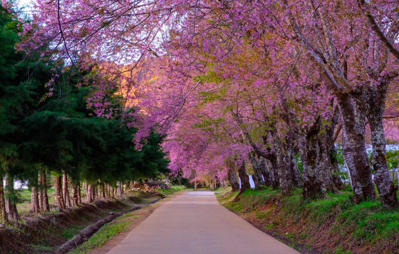 Photo Wallpaper Road, Trees, Branches, Park, Spring, - Red Bud - HD Wallpaper 