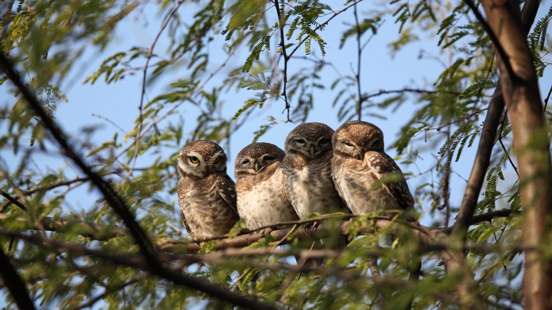 Nature, Trees, Branch, Leaves, Animals, Owl, Sitting, - Birds Sitting On Trees - HD Wallpaper 