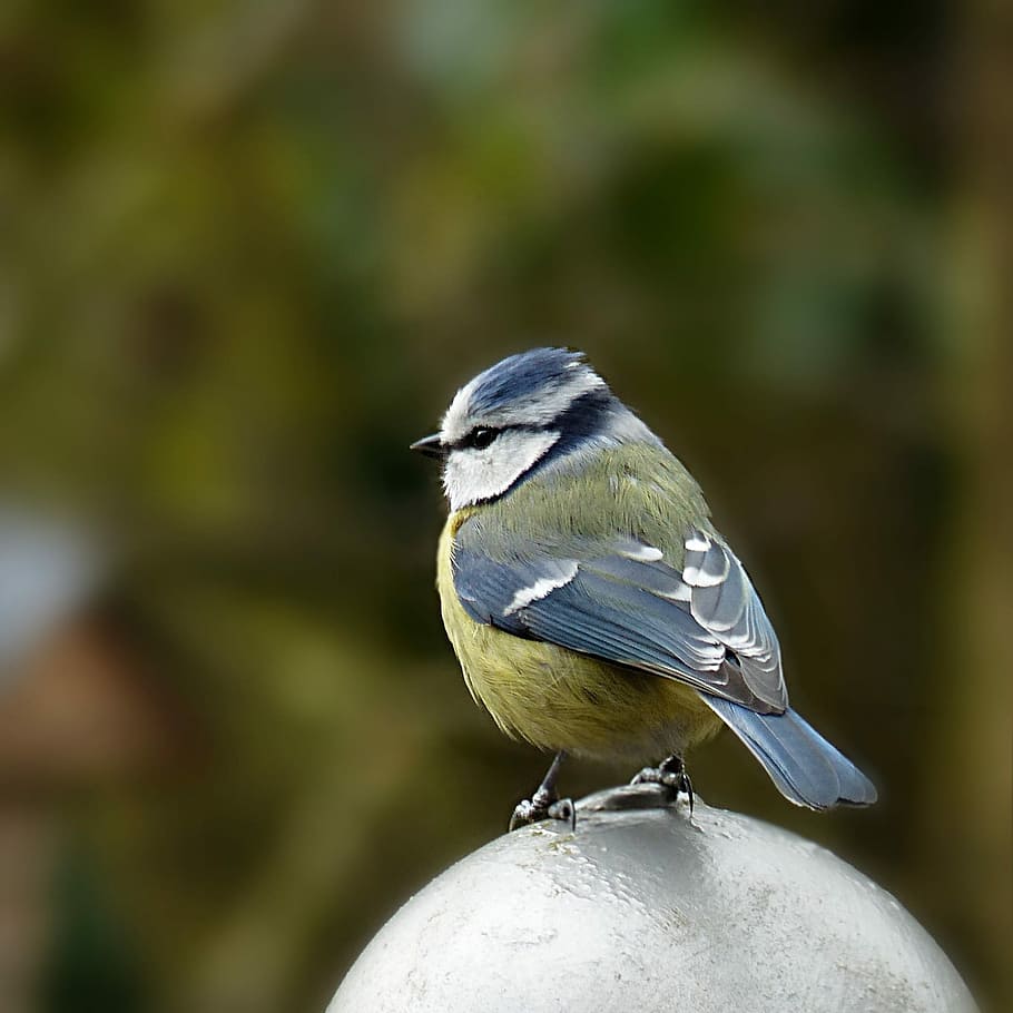 Blue Jay Bird Perched On Silver Ball Stone, Nature, - Eurasian Blue Tit - HD Wallpaper 