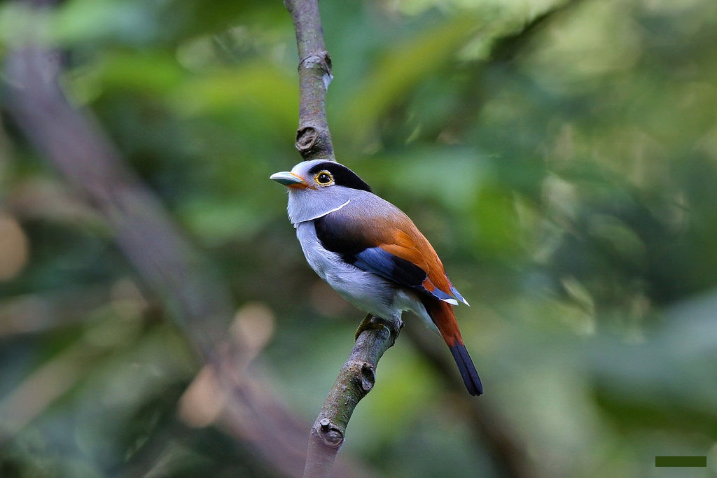 Silver Breasted Broadbill Bird Wallpaper - Silver Breasted Broadbills - HD Wallpaper 