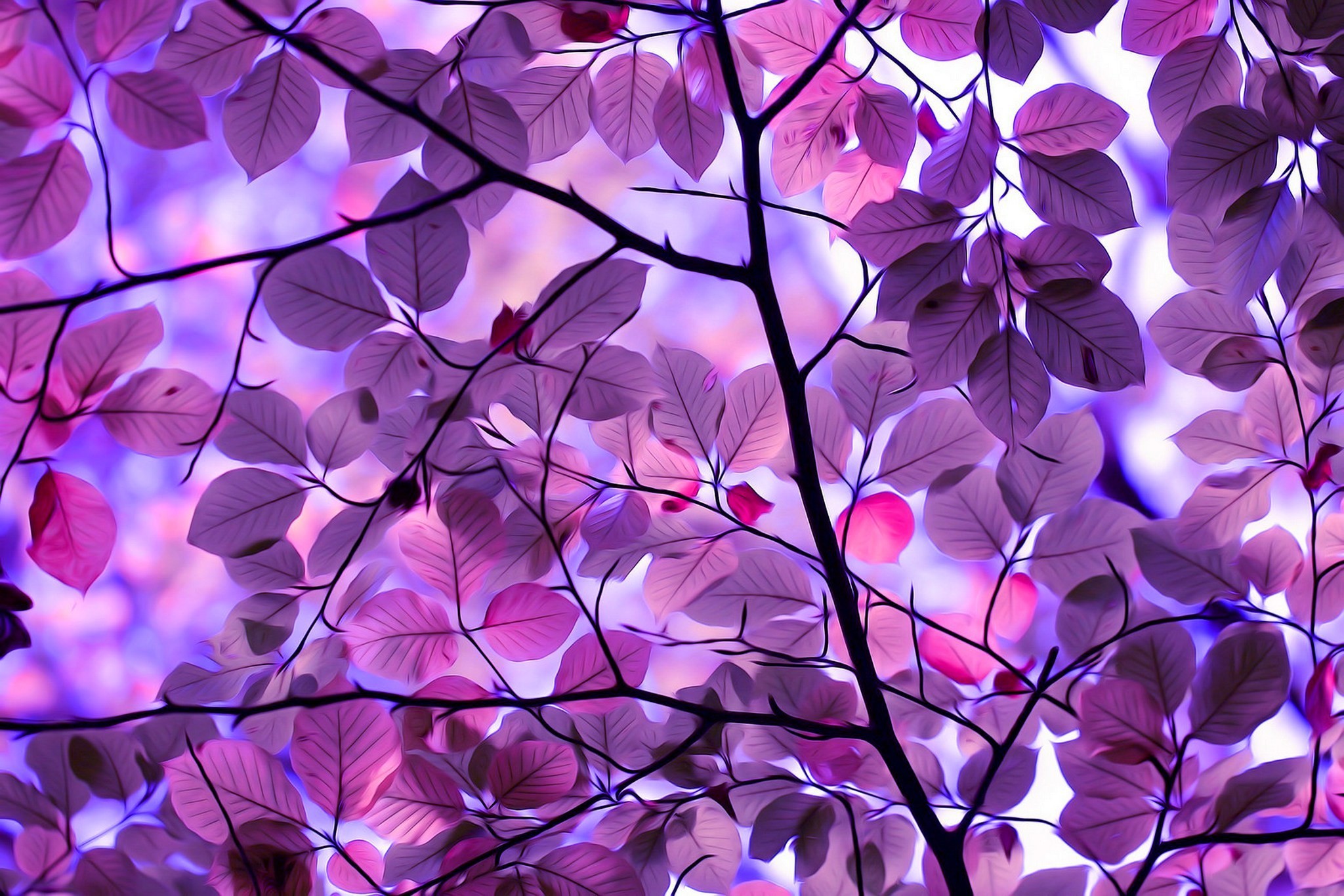 Fantasy Field With Purple Tree Computer Wallpapers - Purple Wallpaper Desktop - 2048x1366 Wallpaper Fantasy Field With Purple Tree Computer Wallpapers - Purple Wallpaper Desktop - 2048x1366 Wallpaper