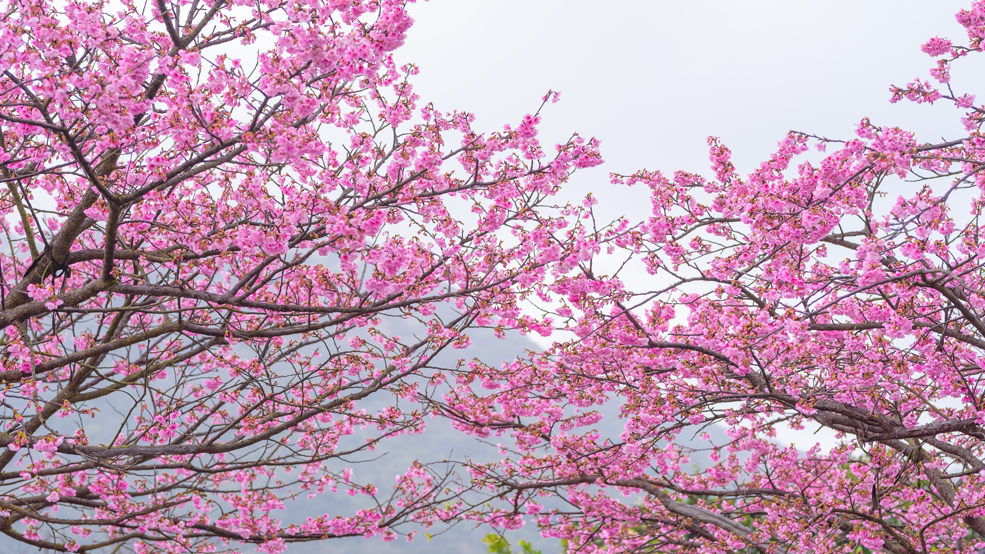 Sakura Tree - HD Wallpaper 