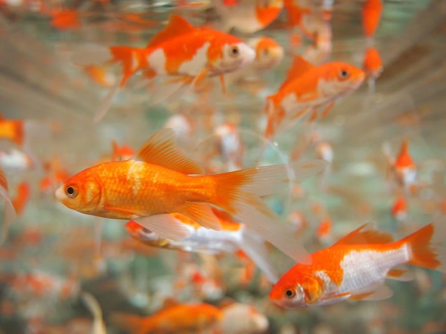 Orange And Silver Fishes In Under Water Photography, - Baby Goldfish - HD Wallpaper 