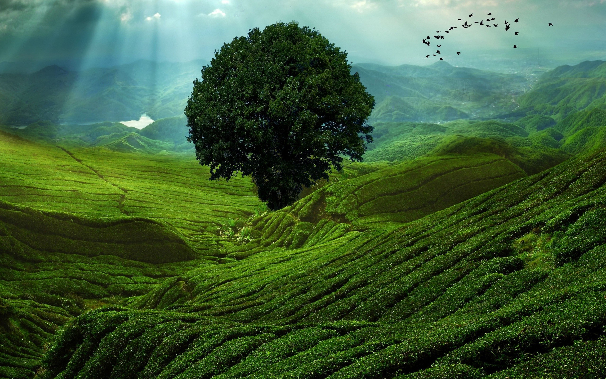 Field - HD Wallpaper 