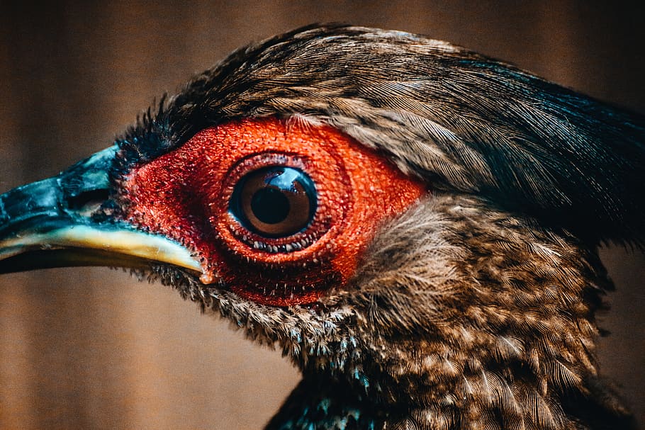 Bird, Nature, Wildlife, Canon, Dark, Vsco, Asian, Zoo, - Close-up - HD Wallpaper 