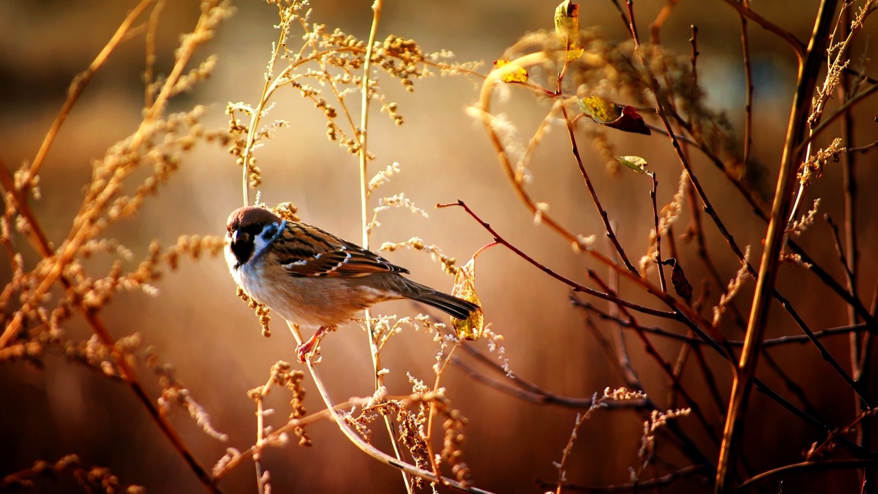 Wallpaper Sparrow, Birds, Branches, Trees, Flowers - Wild Nature Wallpaper Fhd - HD Wallpaper 