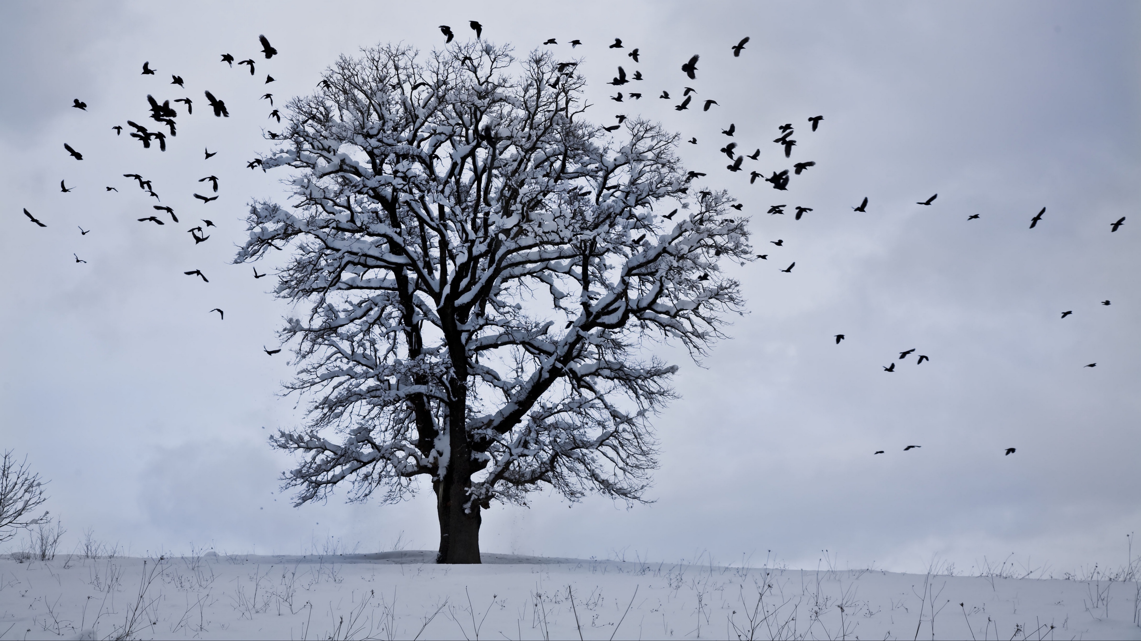 Birds Flying From A Tree - HD Wallpaper 
