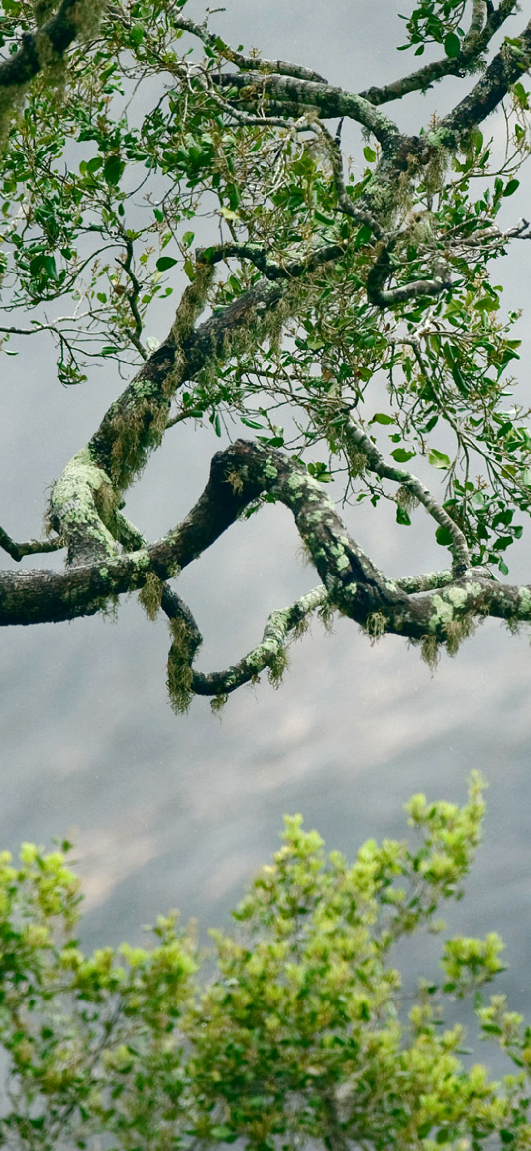 Birds In Trees Hd - HD Wallpaper 