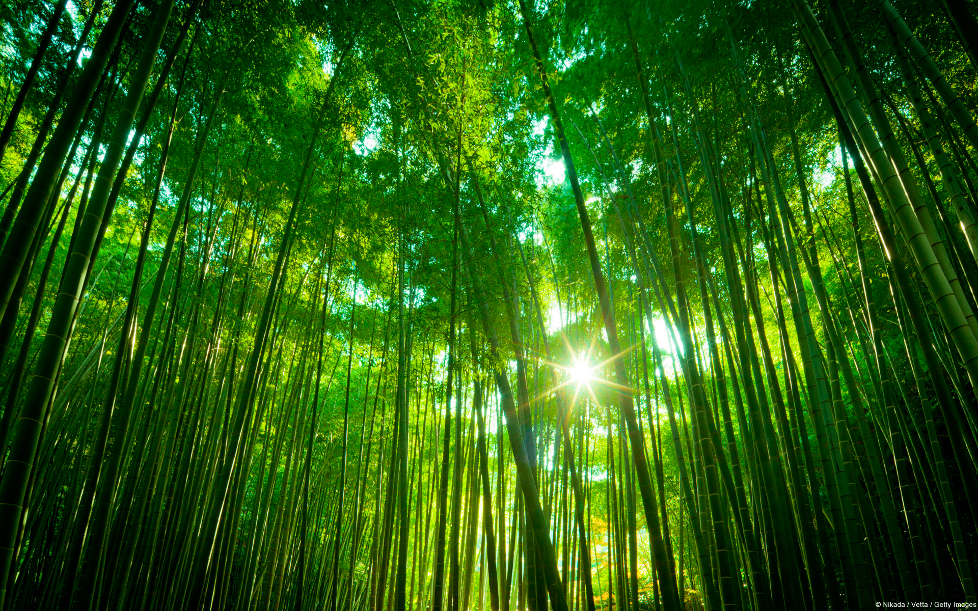 Japanese Bamboo Forest - HD Wallpaper 