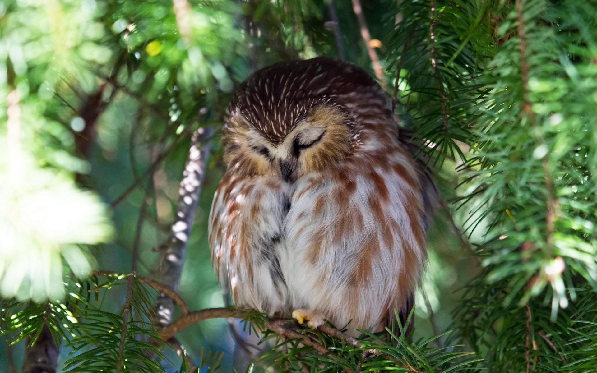 Cute Sleeping Owl - HD Wallpaper 
