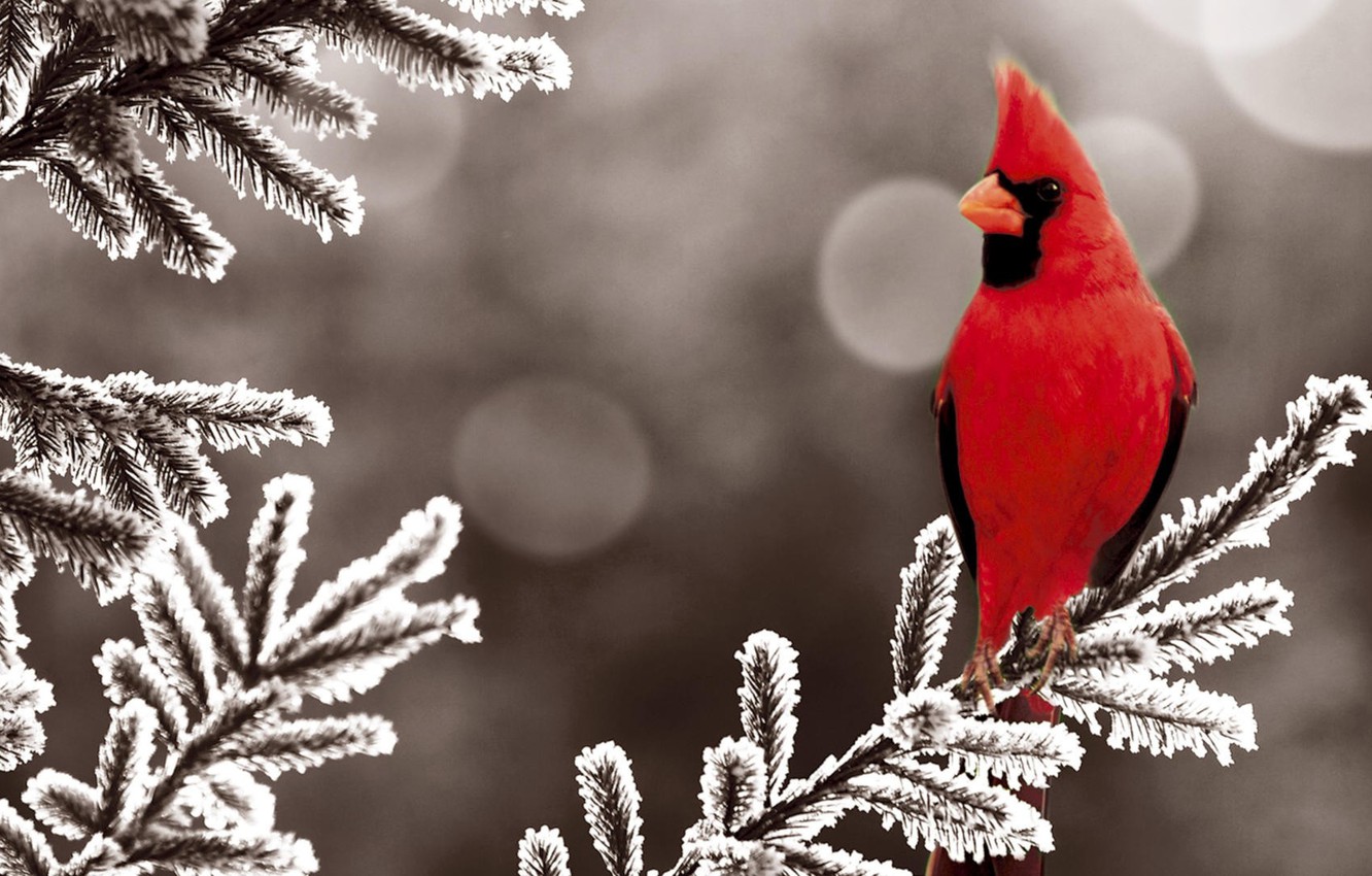 Photo Wallpaper Winter, Snow, Red, Bird, Tree, Spruce, - Cardinal Winter Images Free - HD Wallpaper 