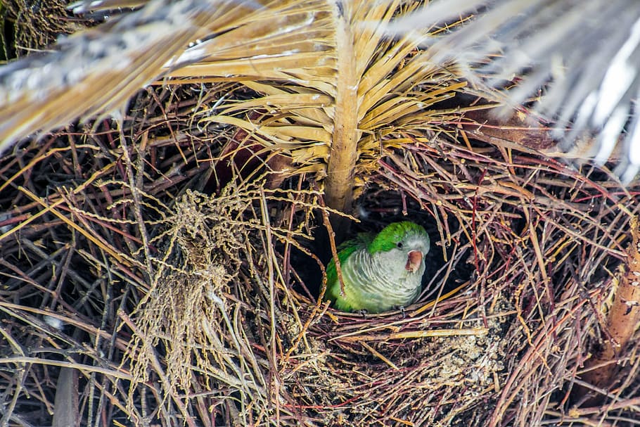 Nest, Monk Parakeet, Parrot, Bird, Tree, Palm, Green, - Papagáj Fészke - HD Wallpaper 