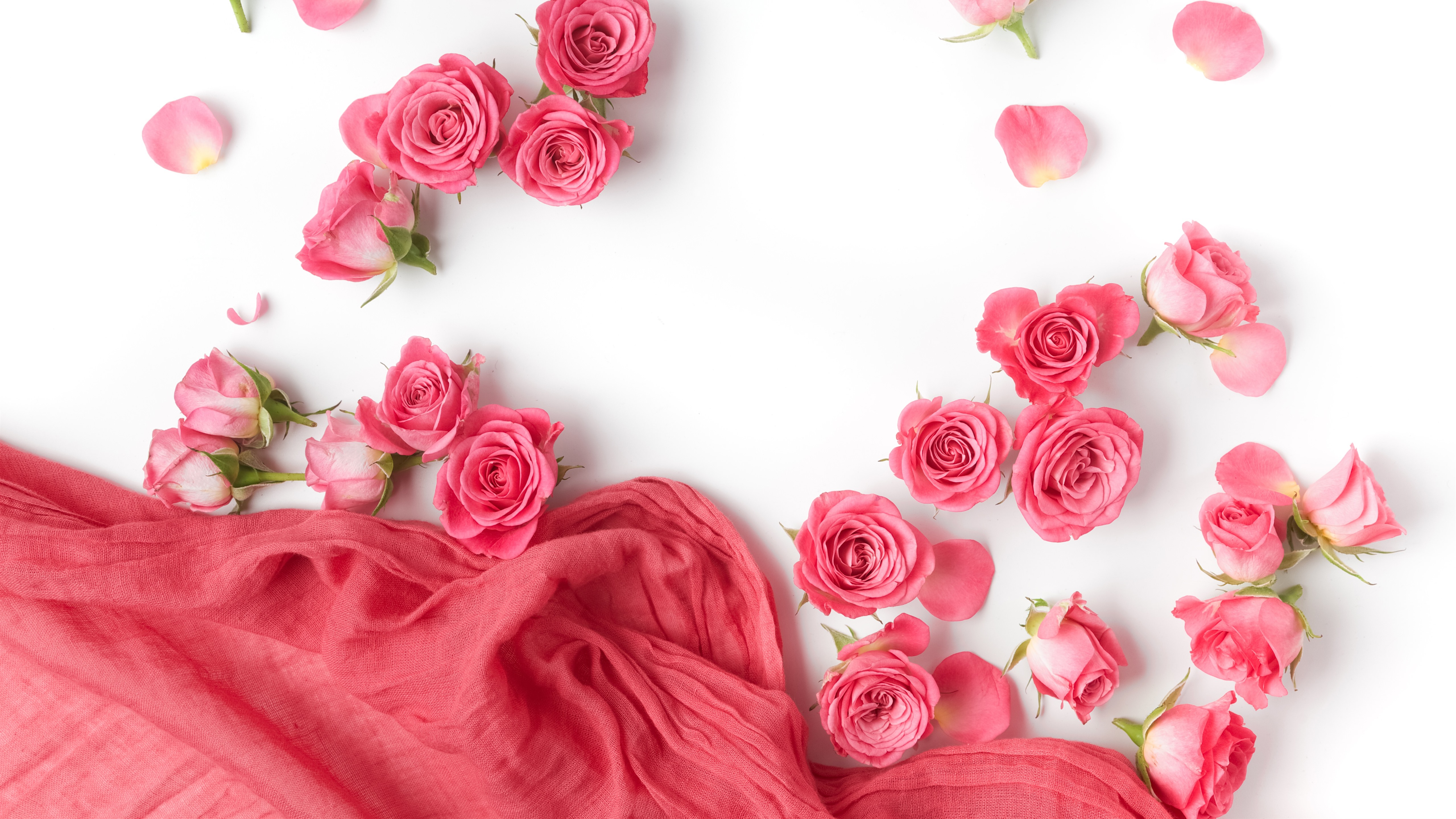 Wallpaper Pink Roses, Petals, Silk, White Background - HD Wallpaper 