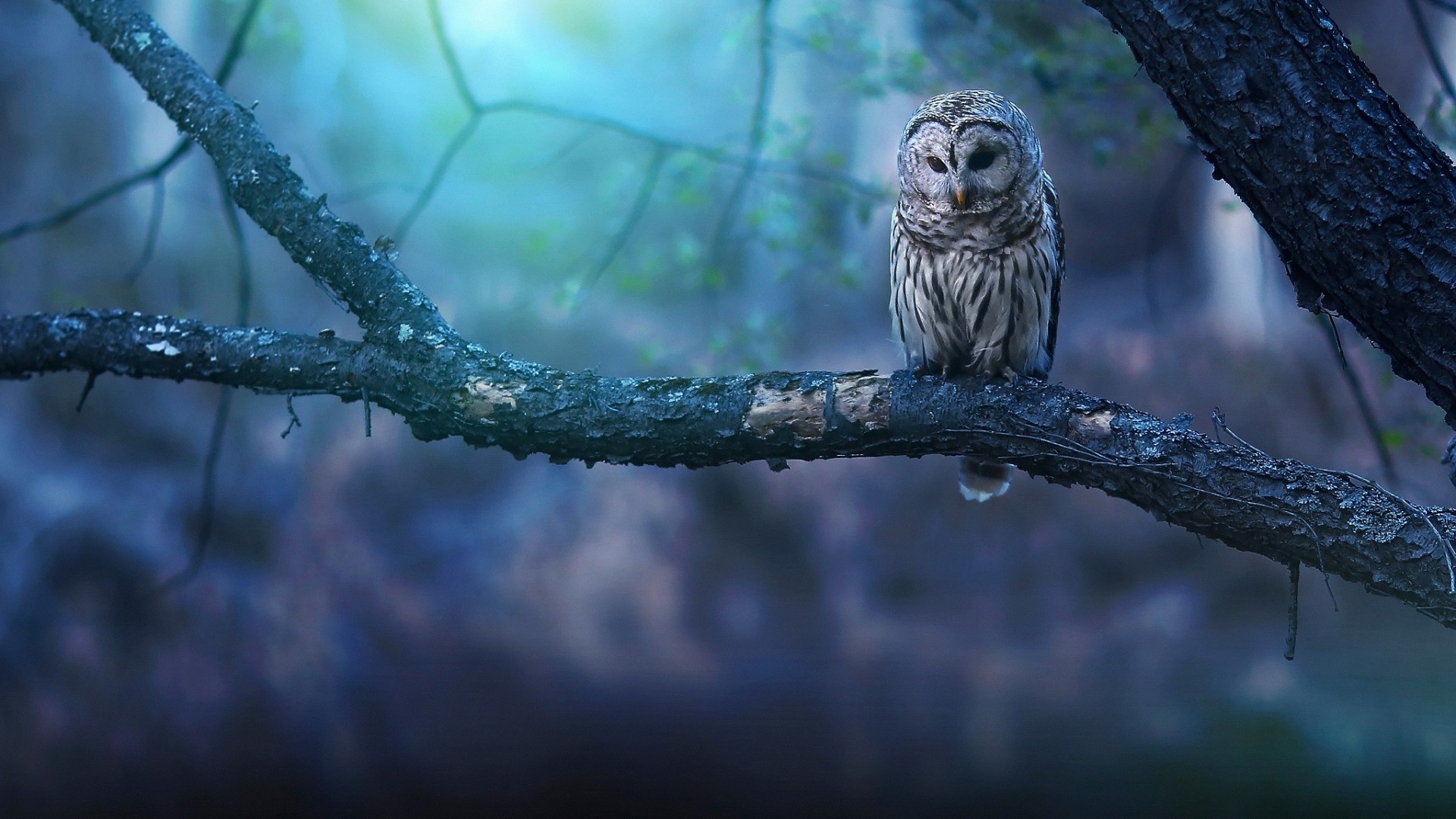 Wallpaper Of Bird, Owl, Tree Background & Hd Image - Owl Wallpaper For Pc - HD Wallpaper 