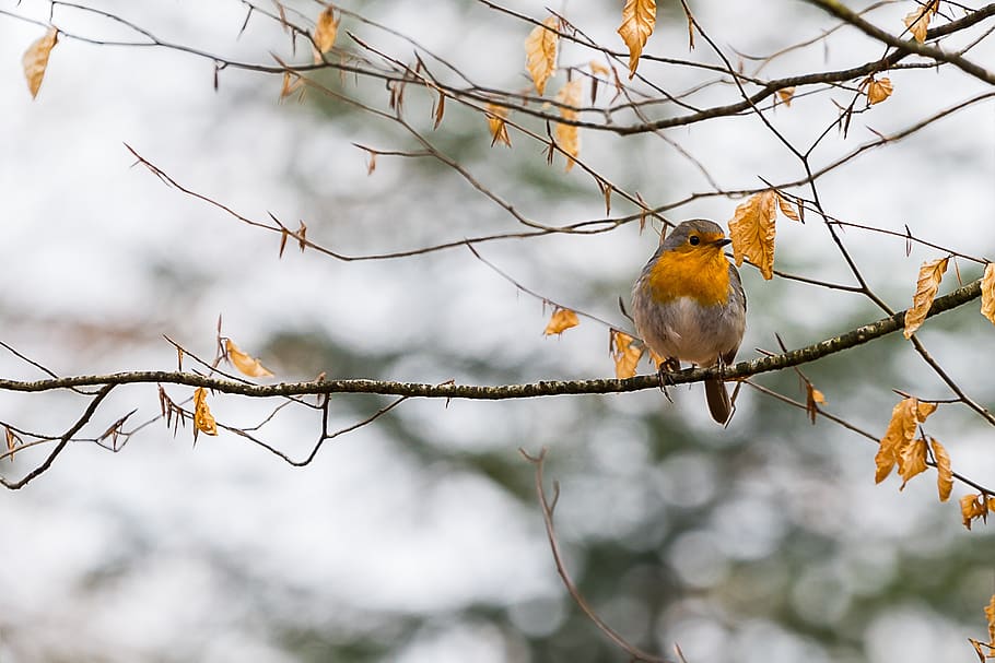 Nature, Bird, Animal World, Animal, Tree, Screen Background, - Darbalaukio Fonai Gamta Pavasarį - HD Wallpaper 