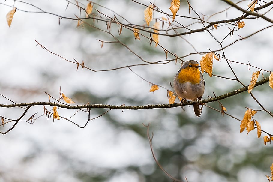 Nature, Bird, Animal World, Animal, Tree, Screen Background, - Darbalaukio Fonai Gamta Pavasarį - HD Wallpaper 