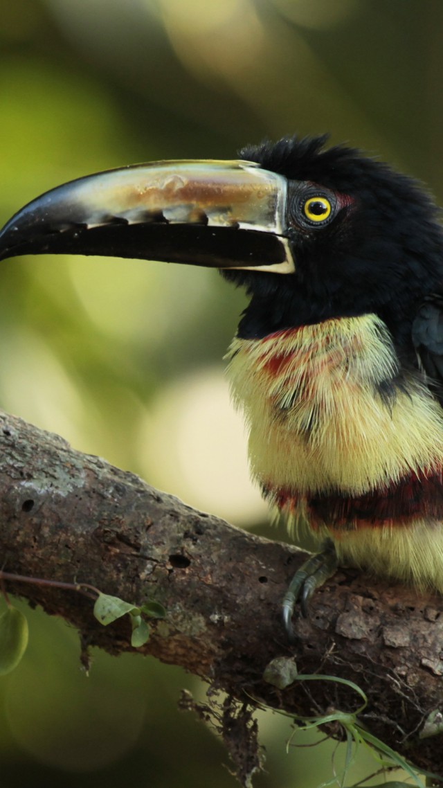 Toucan - HD Wallpaper 