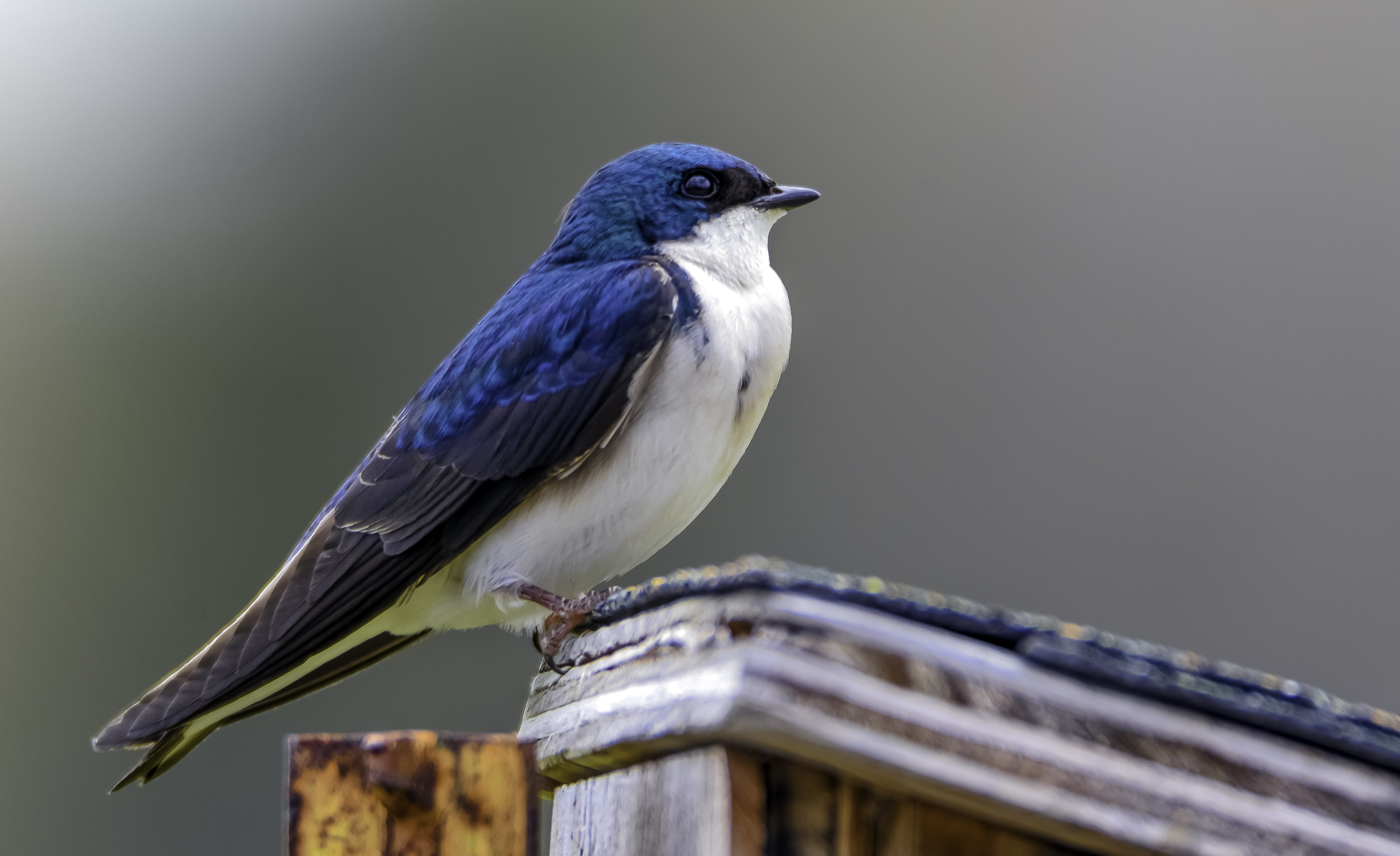 Tree Swallow Hd - HD Wallpaper 
