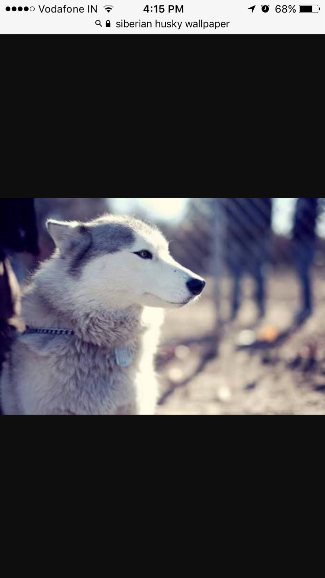 Huskies - HD Wallpaper 