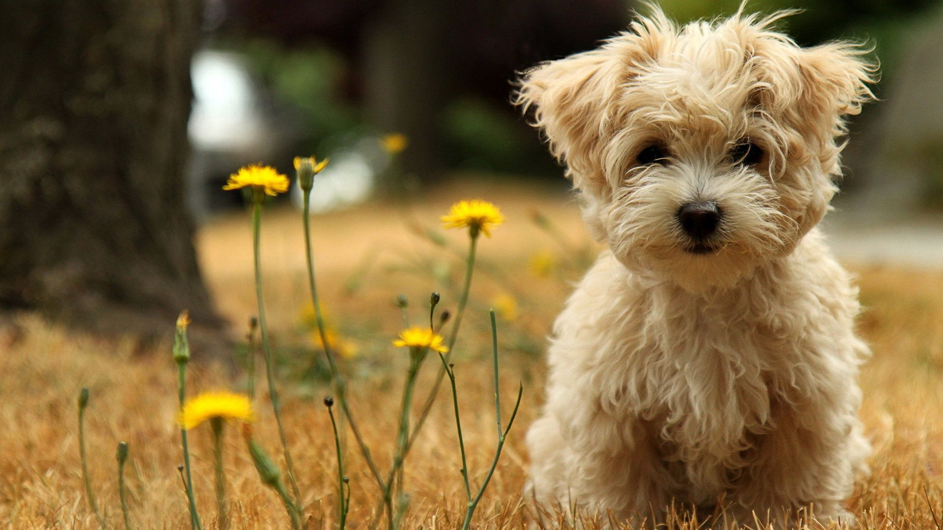 cute hd wallpapers for laptop 1080p