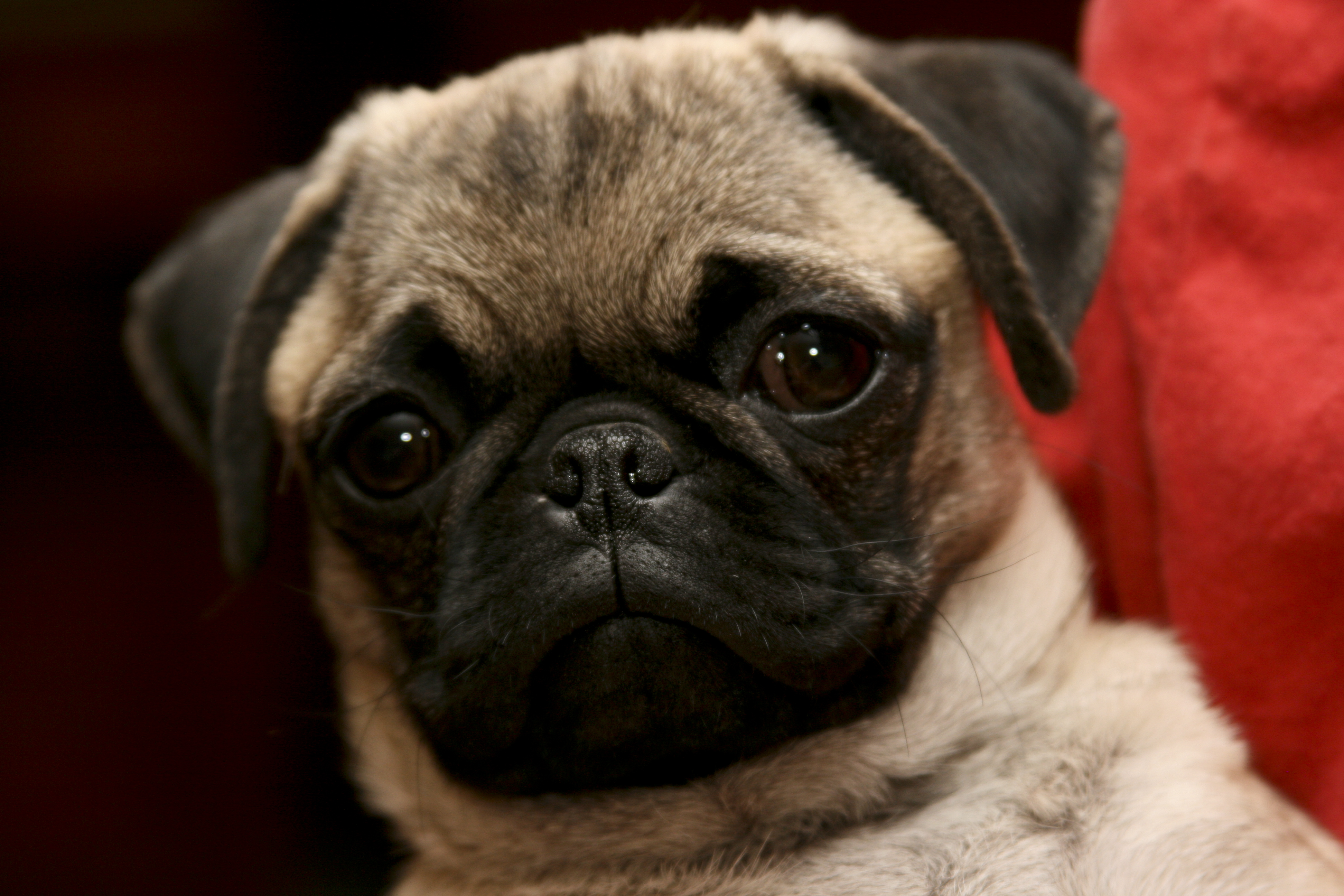Person That Looks Like A Pug - HD Wallpaper 