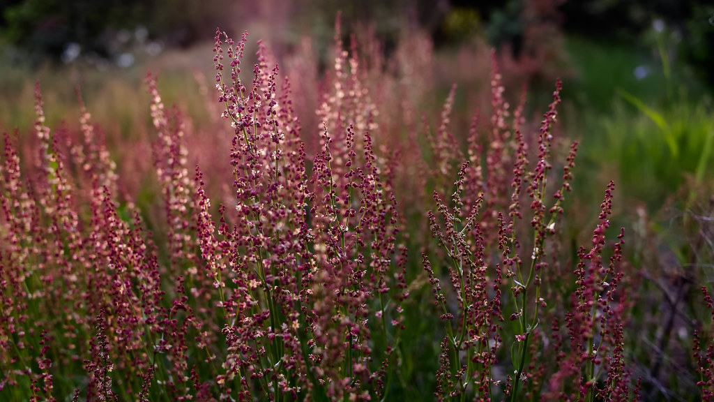 Heather - HD Wallpaper 