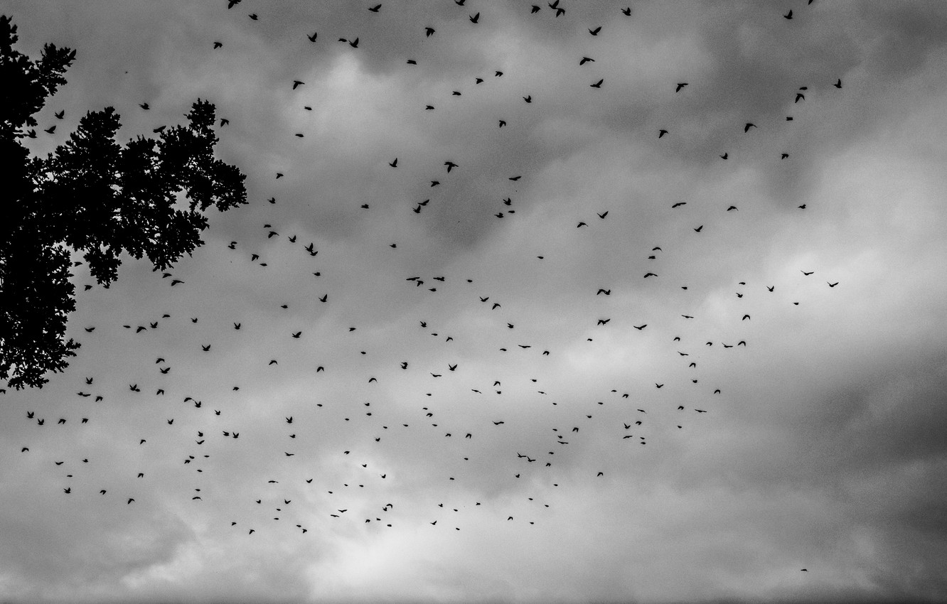 Photo Wallpaper Clouds, Sky, Birds, Tree, Summer, Swarm, - HD Wallpaper 