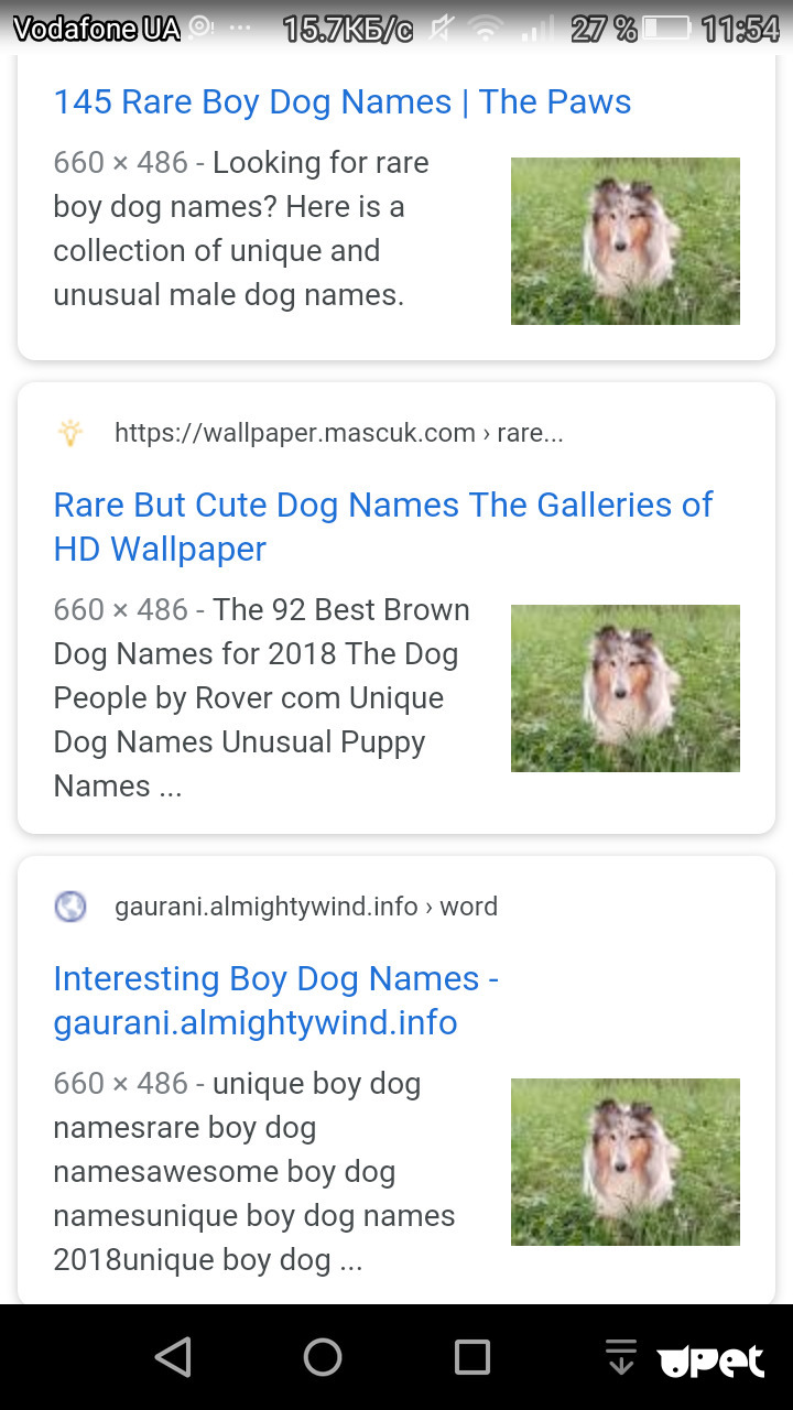 Companion Dog - HD Wallpaper 