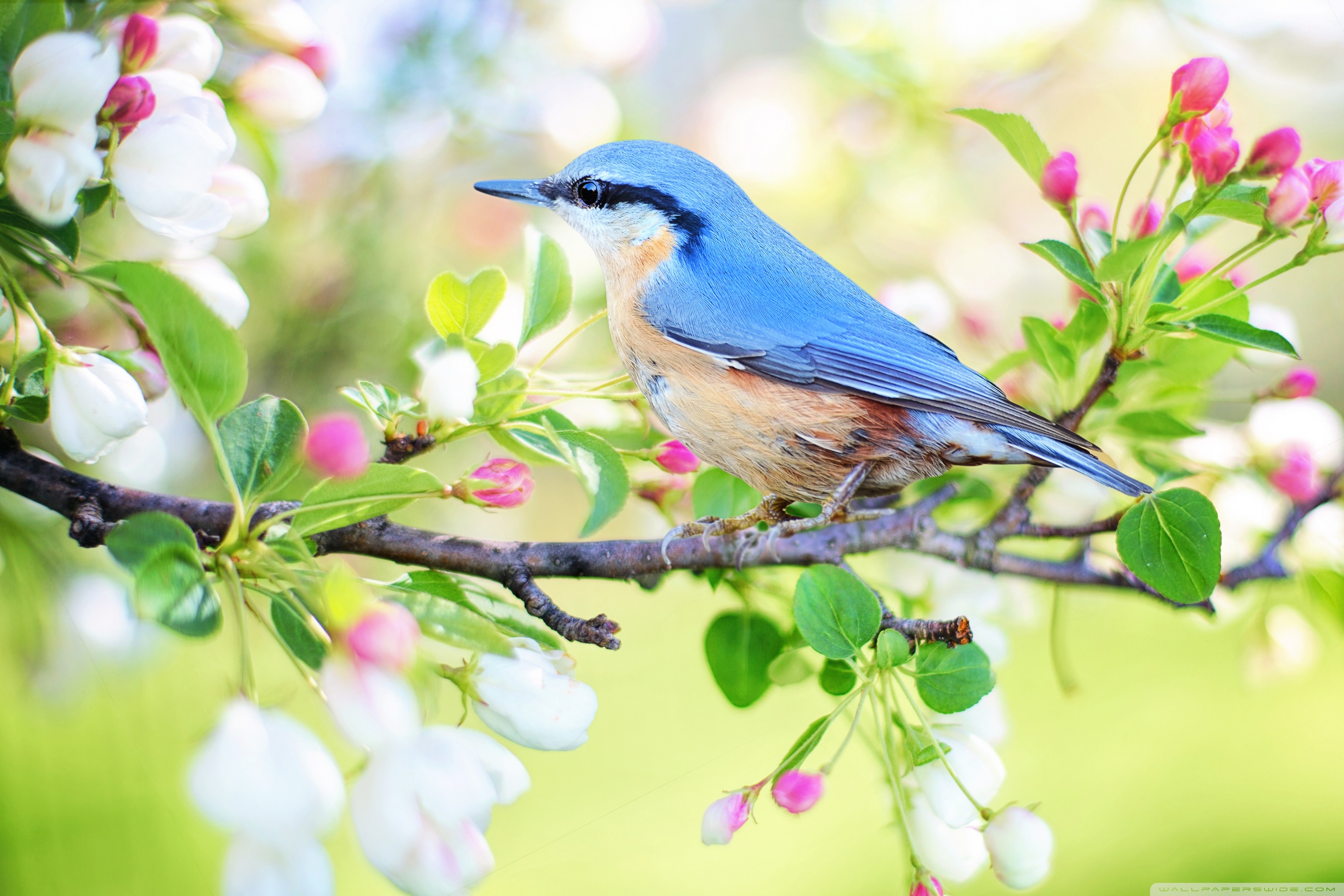 First Day Of Spring In 2019 - HD Wallpaper 