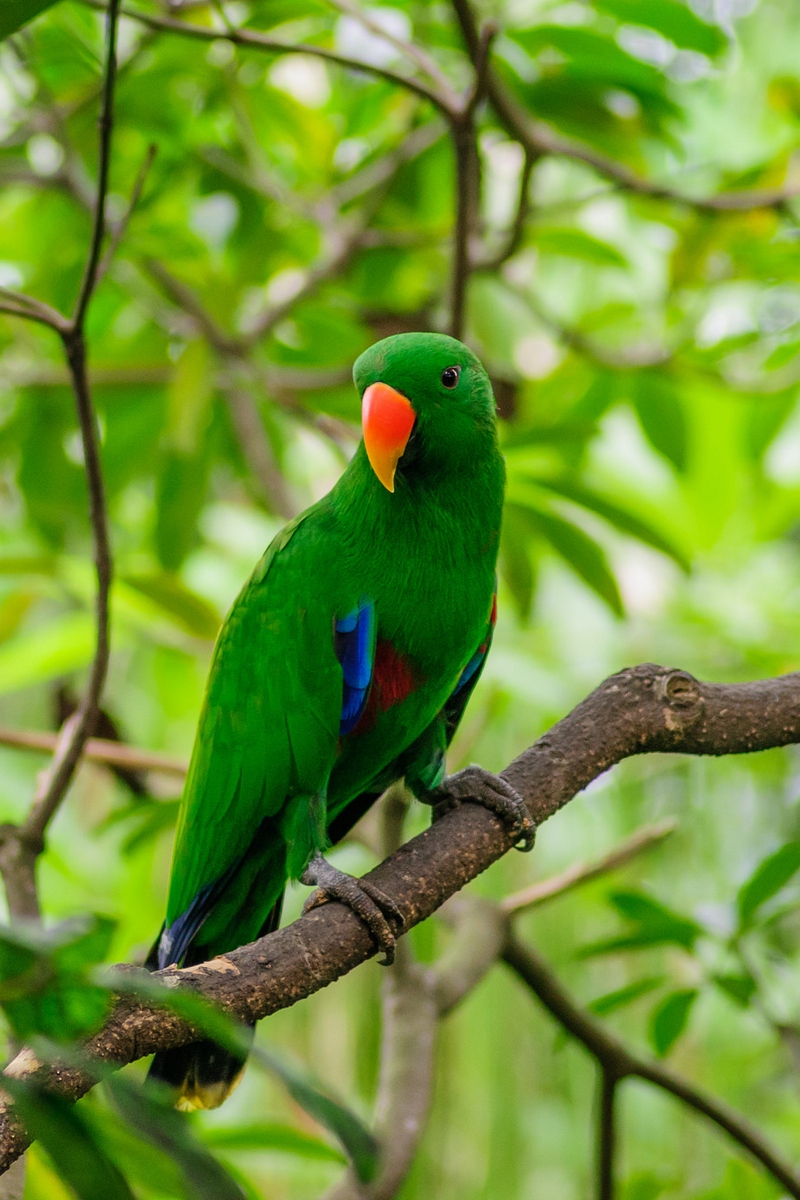 Wallpaper Parrot, Bird, Tree, Branch - Parrot Wallpaper Hd For Mobile - HD Wallpaper 