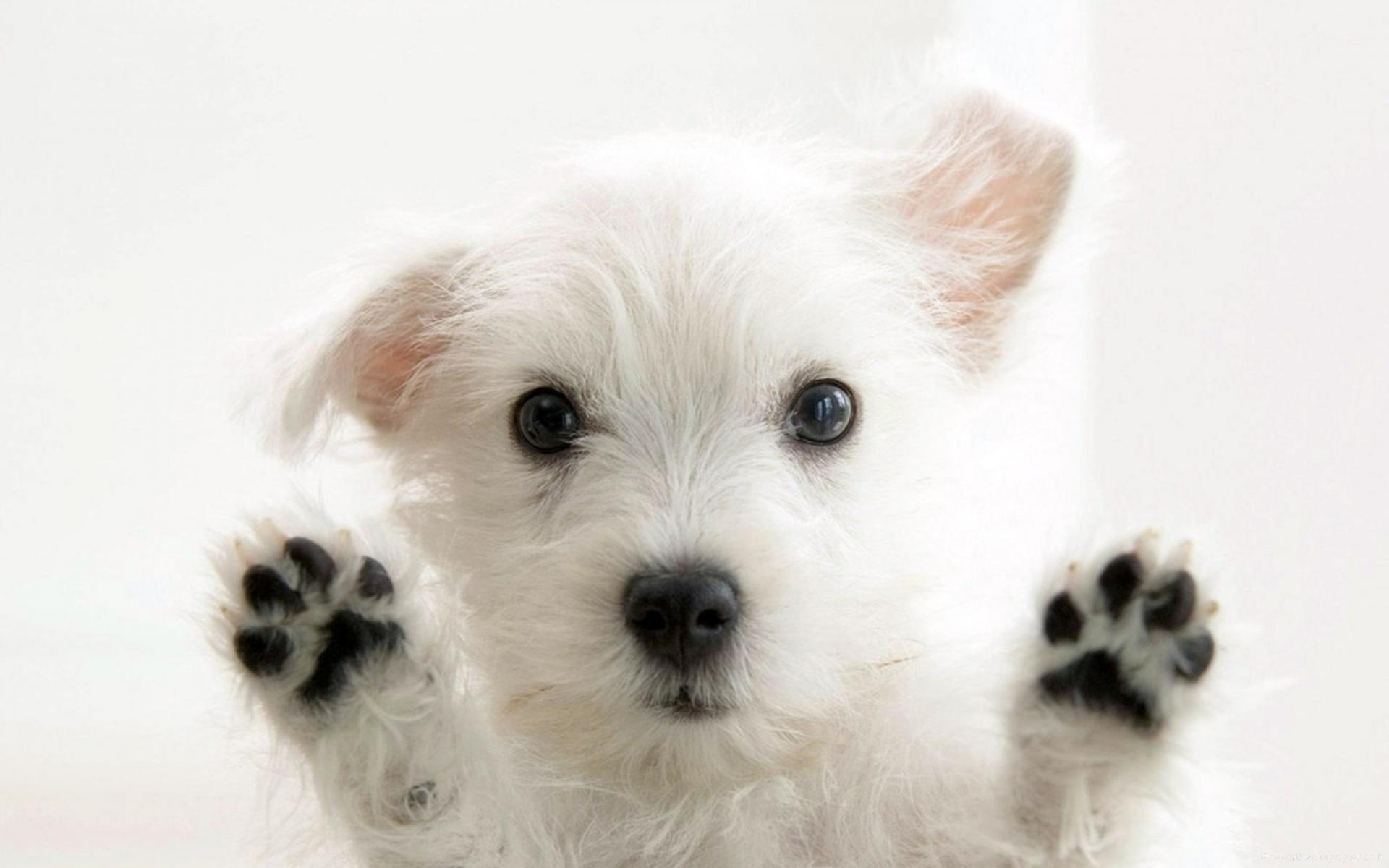 Cute Baby Westie - HD Wallpaper 
