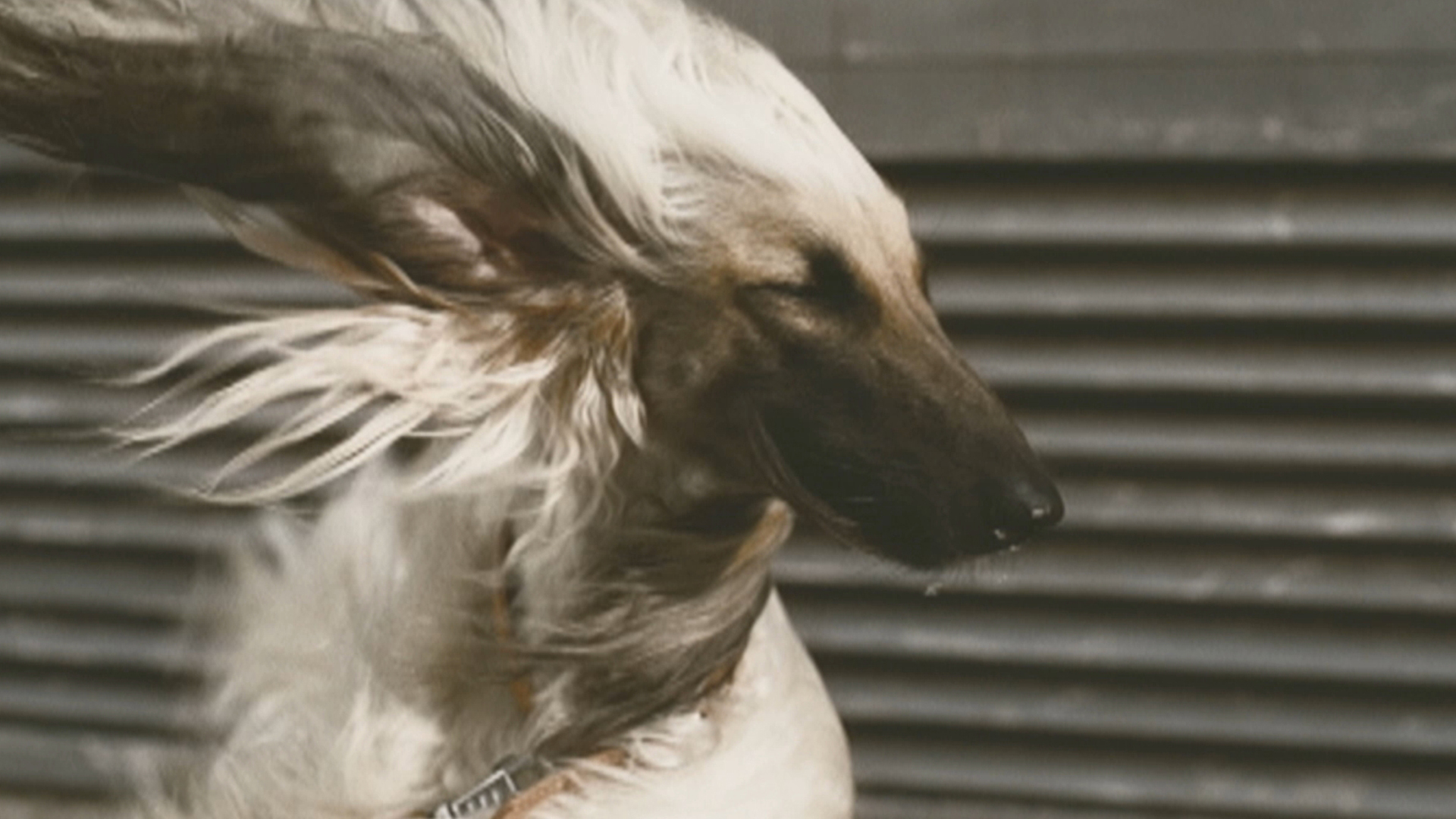 Setter - HD Wallpaper 