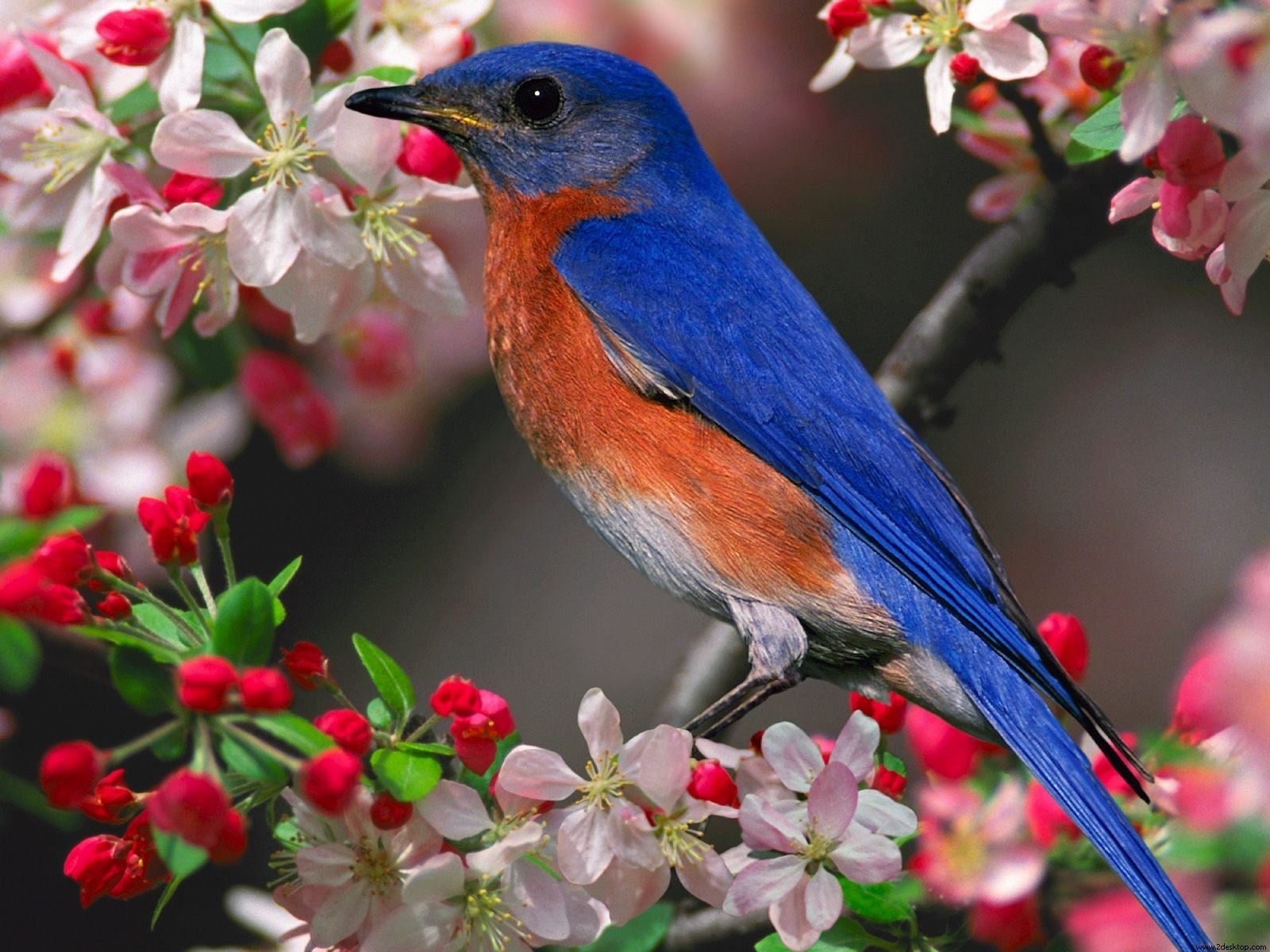 Blue Bird In Tree - Beautiful Wallpapers Hd Free Download - HD Wallpaper 