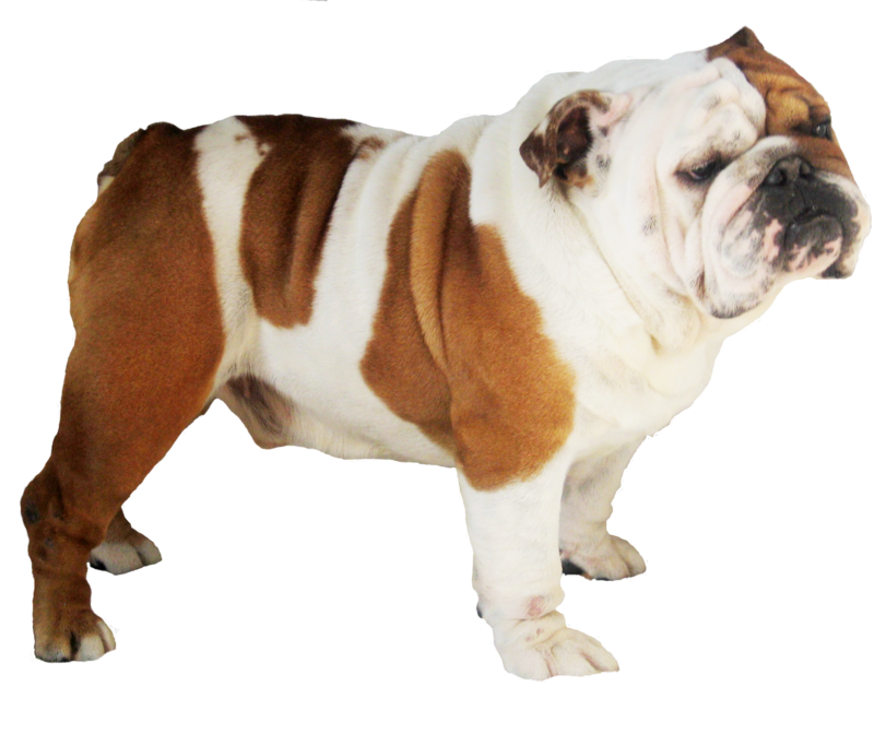 Dog Png - Pit Bull Dog That Looks Like A Pug - HD Wallpaper 