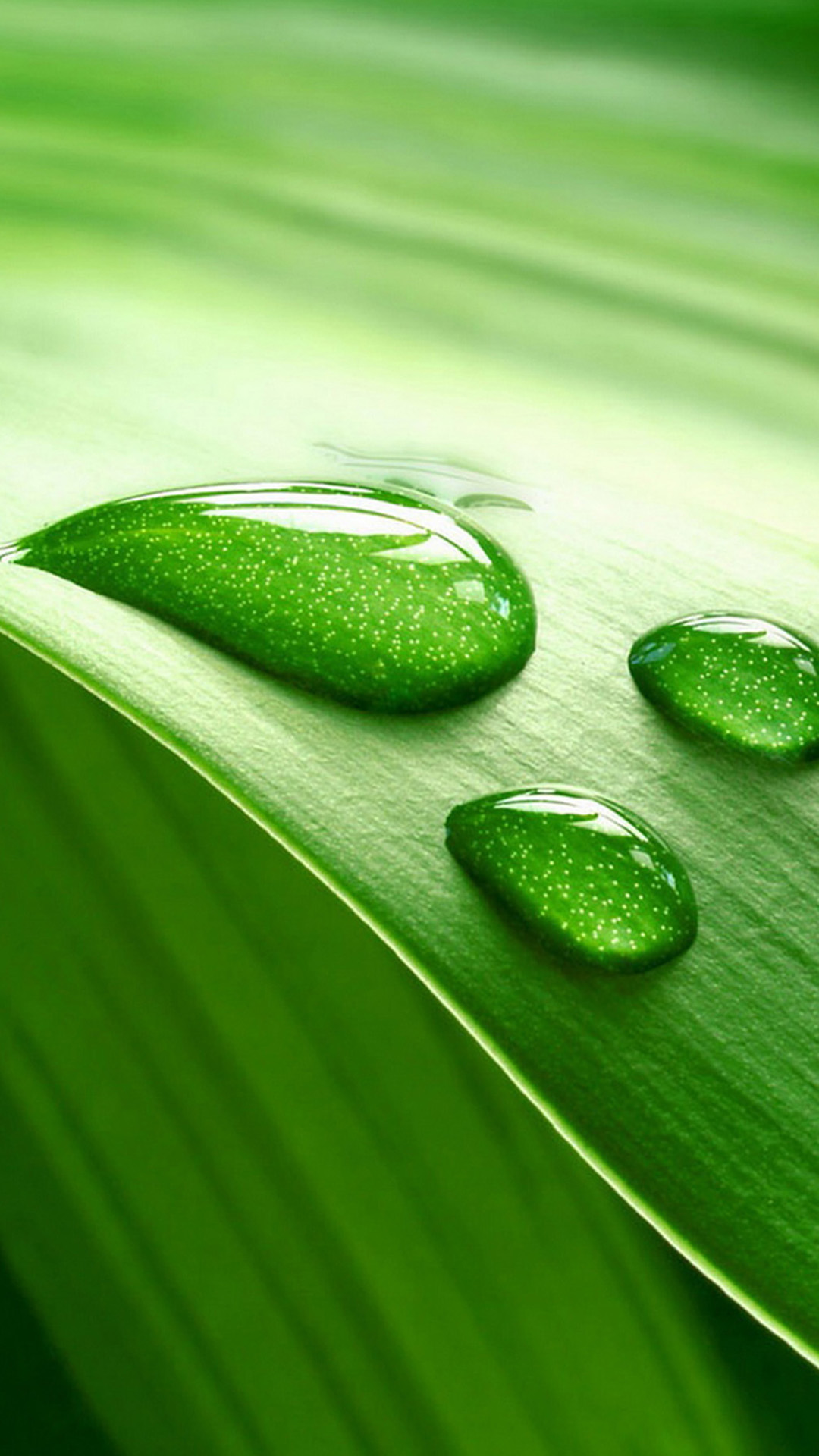 Samsung mobile Wallpaper - Green Leaf And Water Drop - 1080x1920 Wallpaper  