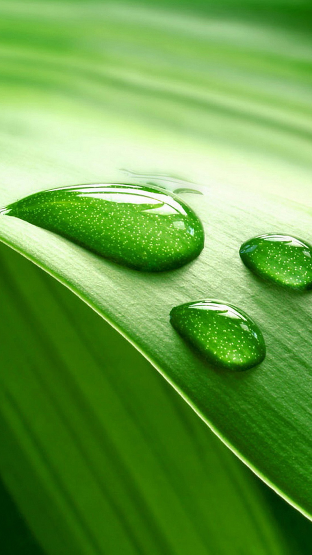 Samsung mobile Wallpaper - Green Leaf And Water Drop - HD Wallpaper 