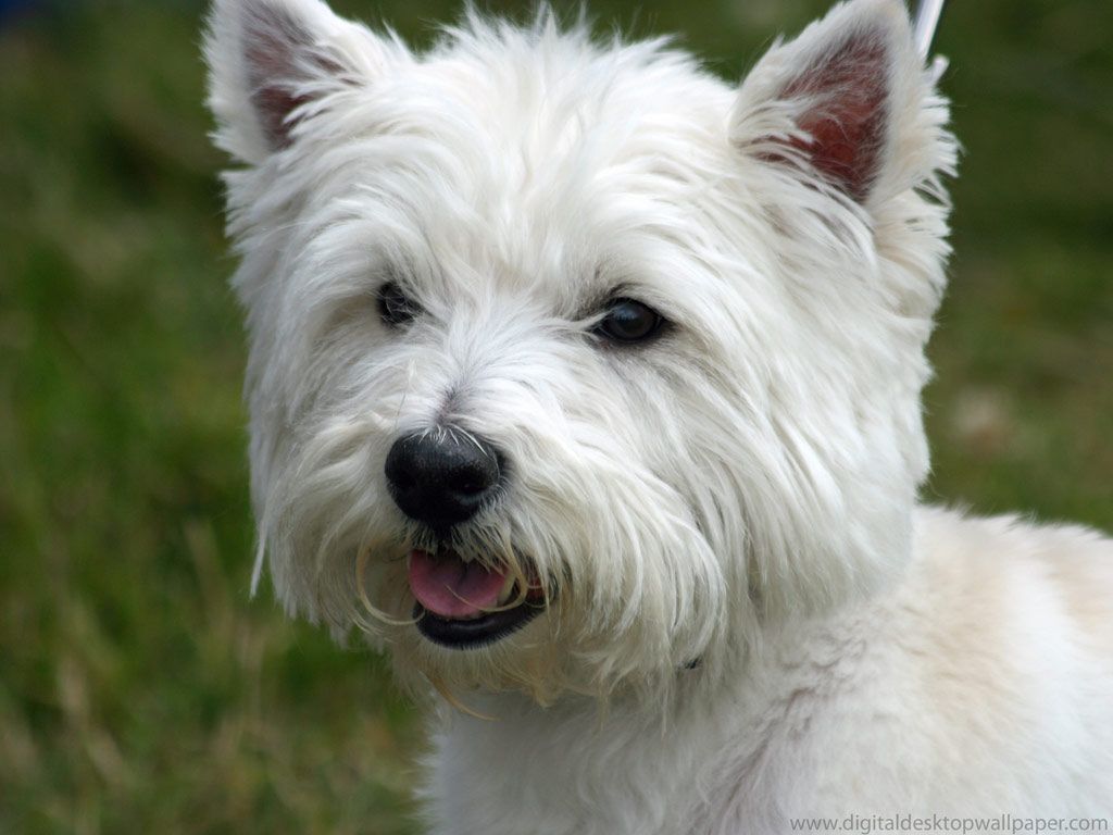 West Highland White Terrier - HD Wallpaper 