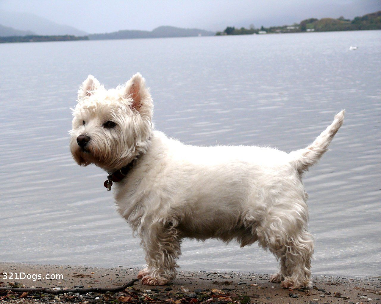 Westie - HD Wallpaper 