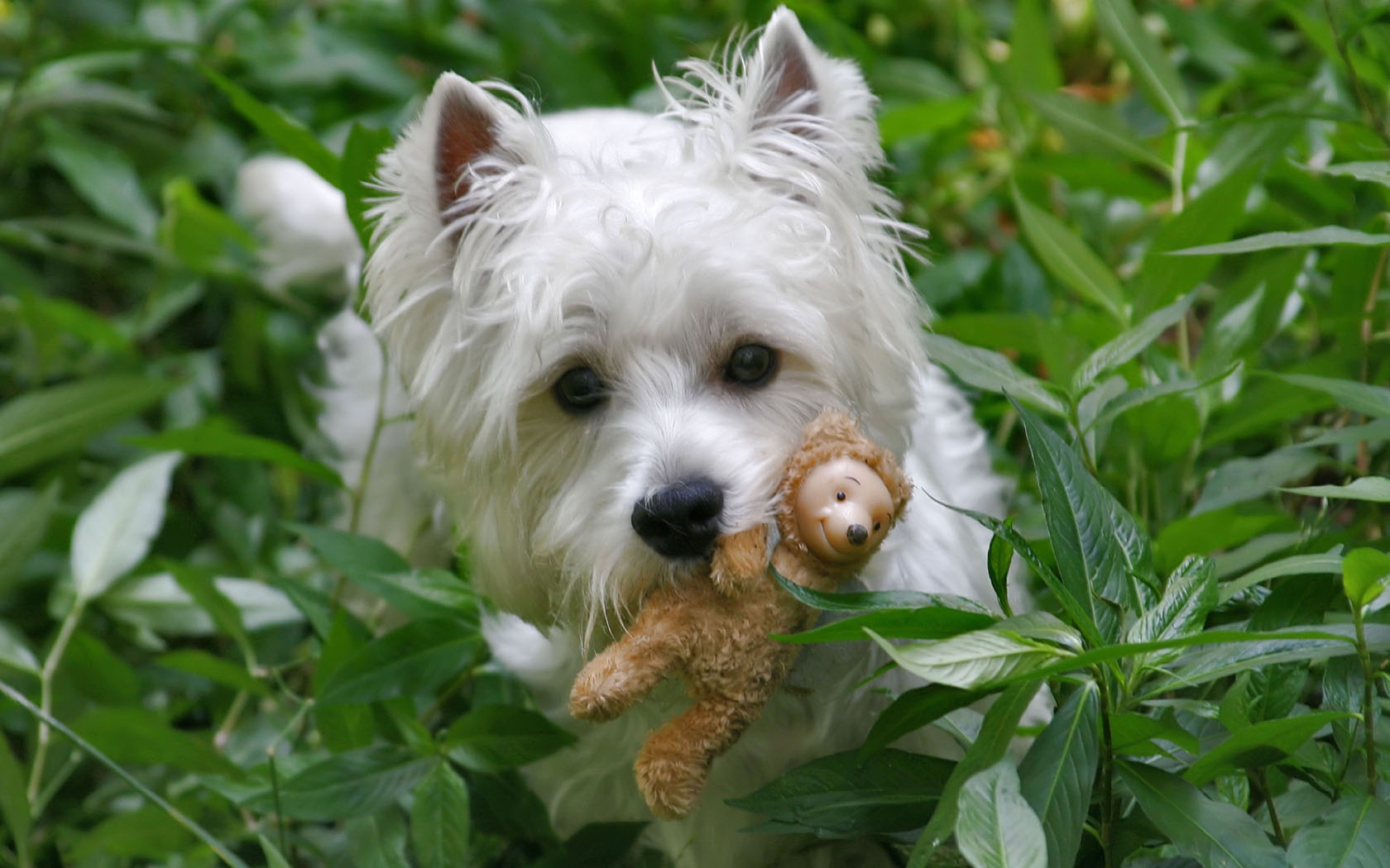 West Highland Terrier - Tapety Psy West Terrier - HD Wallpaper 