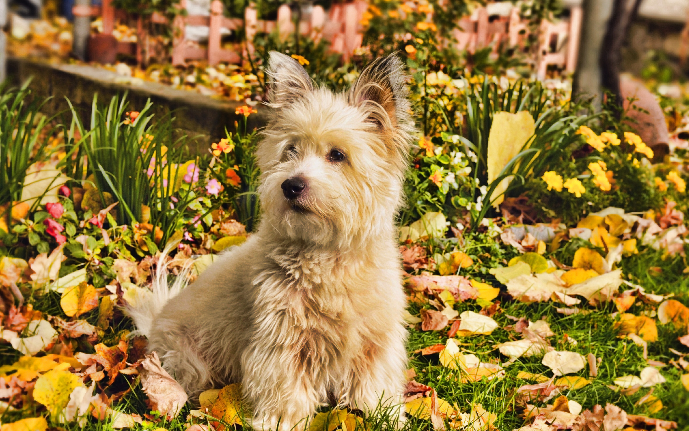 Westie, Autumn, West Highland White Terrier Dog, Hdr, - West Highland White Terrier - HD Wallpaper 