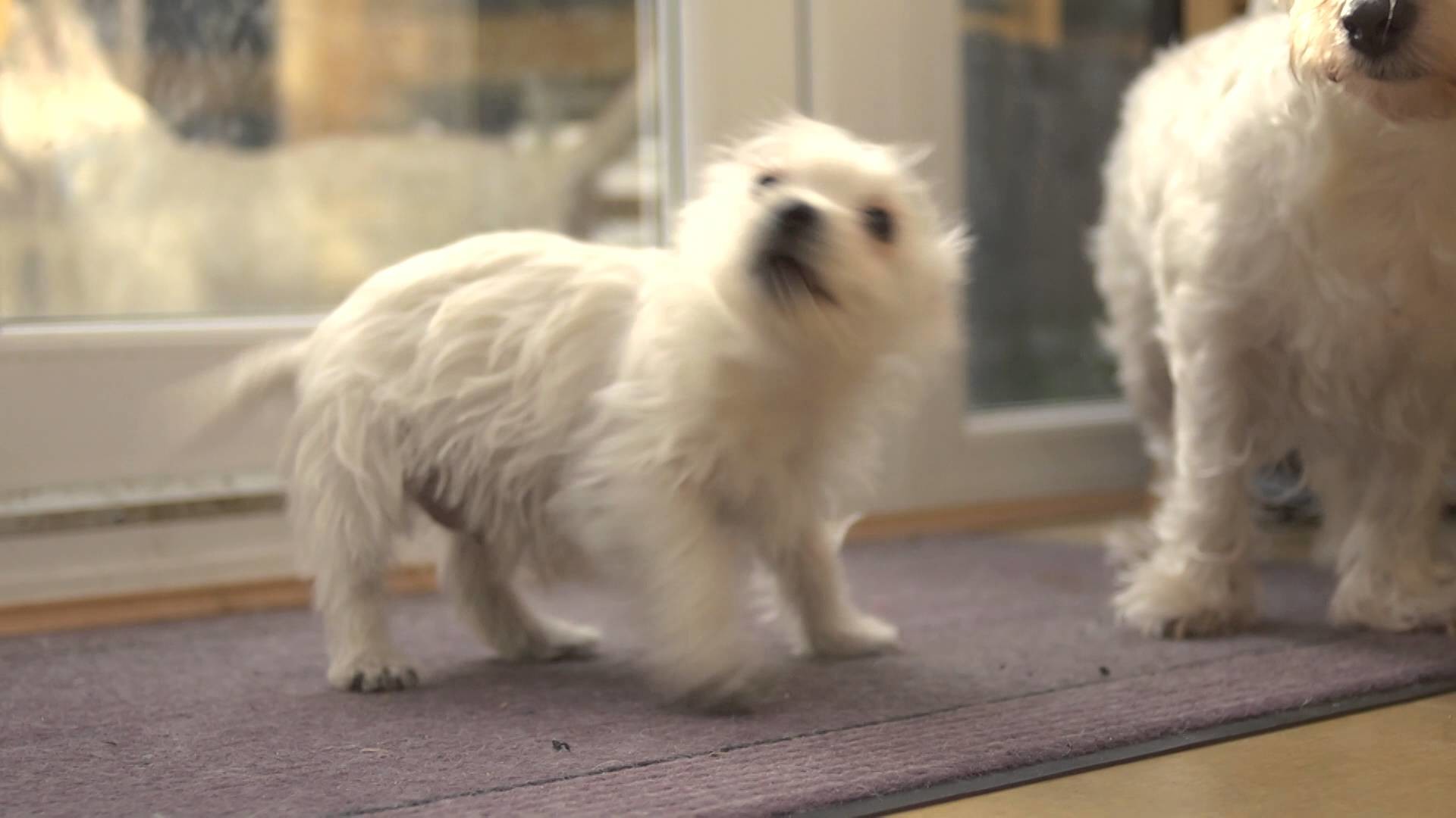 Our 3 Month Old Westie 
 Data-src - Companion Dog - HD Wallpaper 