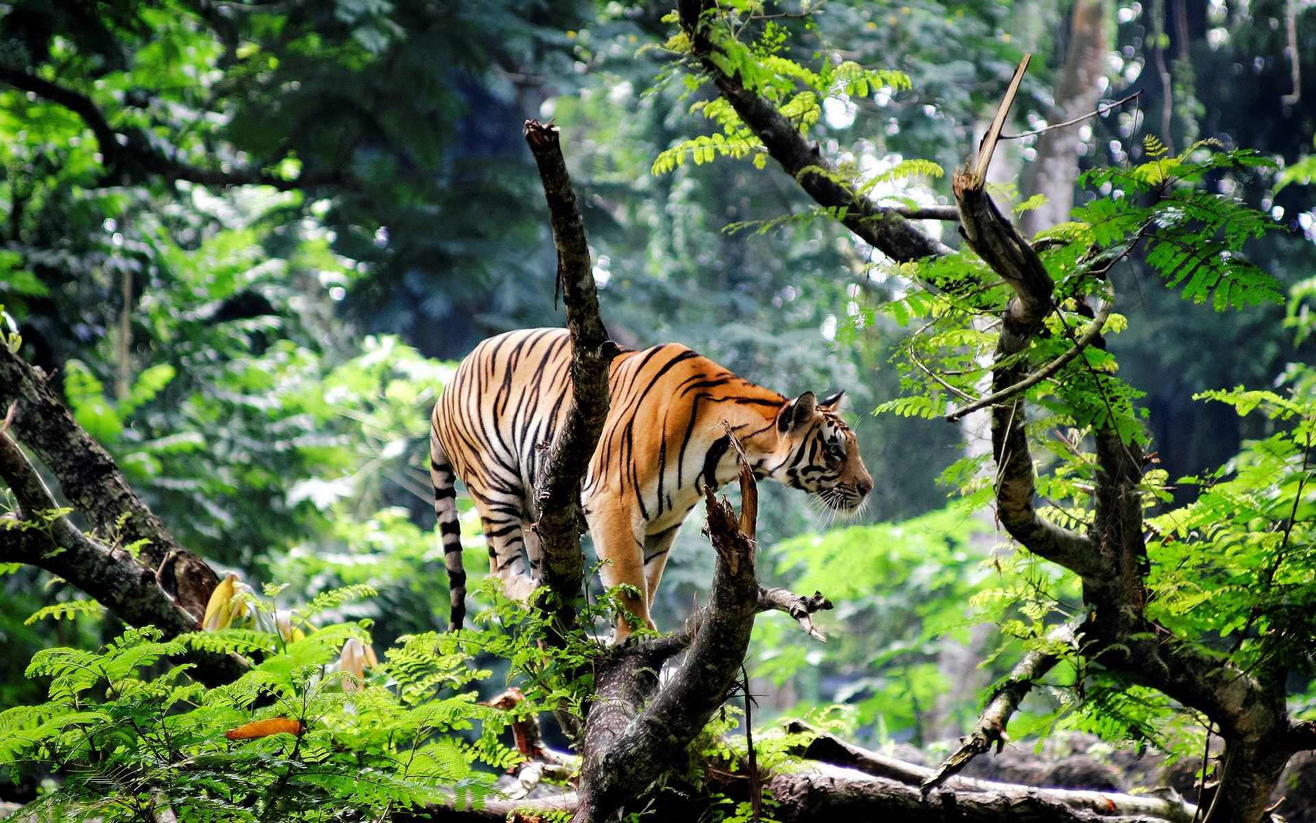 Bengal Tiger In Jungle548888426 - Bengal Tiger In Jungle - HD Wallpaper 
