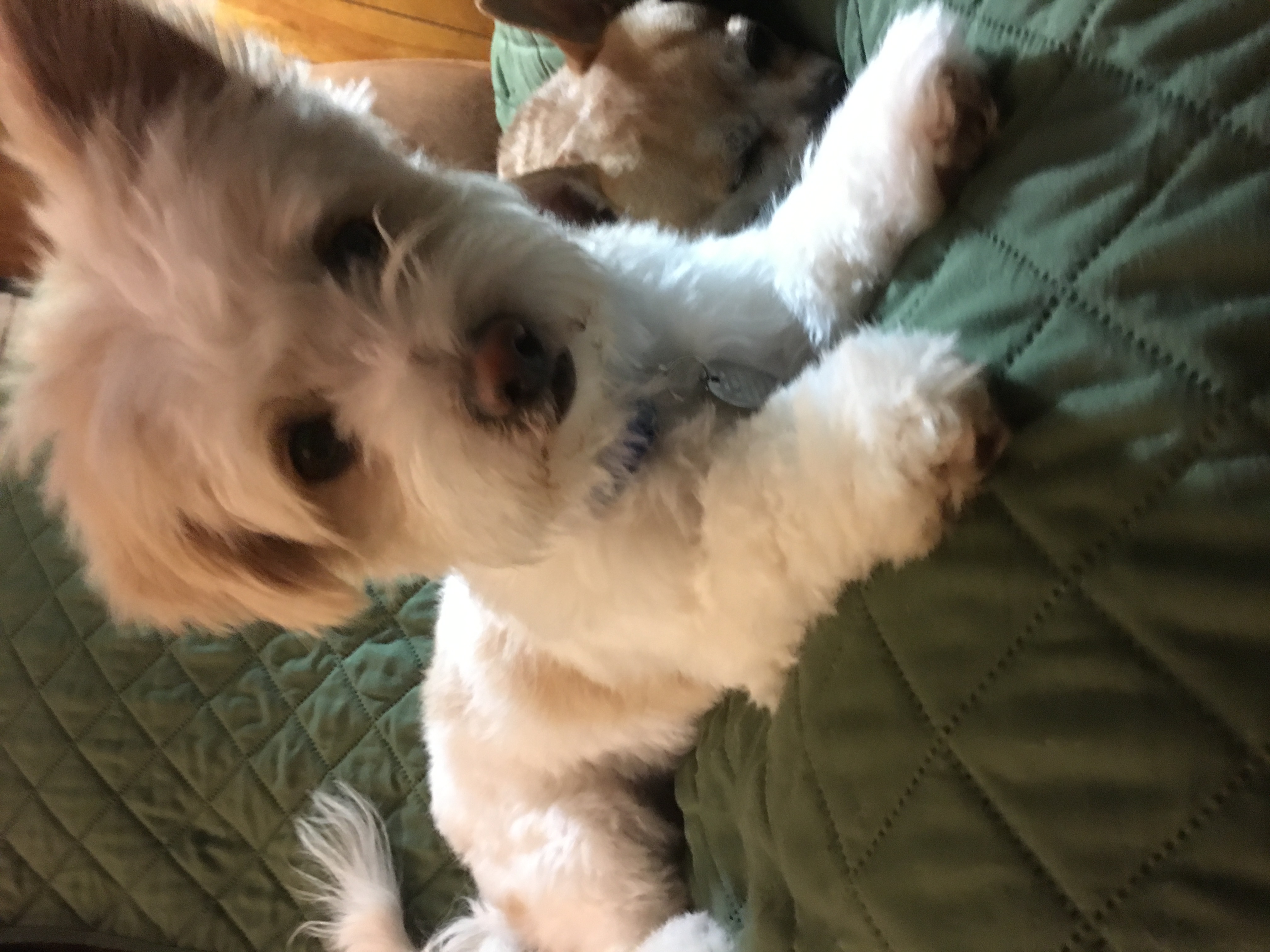 Img 1966 - Companion Dog - HD Wallpaper 